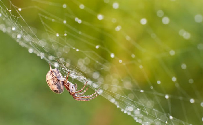 Bạn có biết nhện tạo ra tơ như thế nào?