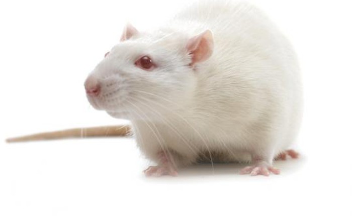 Vì sao chuột được dùng để thí nghiệm?