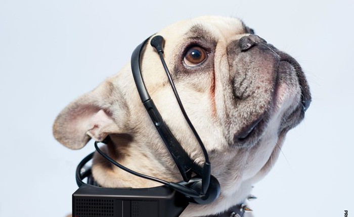 Thiết bị "phiên dịch" tiếng vật nuôi