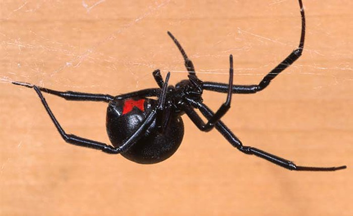 Những loài nhện kỳ lạ, đẹp và độc nhất thế giới