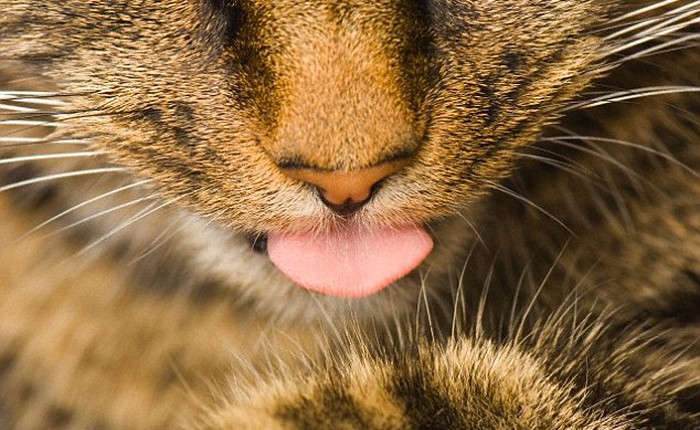 Các nhà khoa học đã lý giải được vị giác khó tính của loài mèo