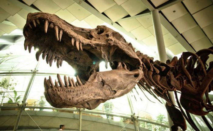 Làm thế nào để đưa loài khủng long trở về từ cõi chết?