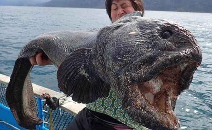"Quái vật" cá khổng lồ gần nhà máy điện hạt nhân Fukushima