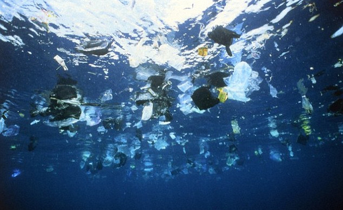 Tin được không: Chúng ta đang ăn rác thải nhựa hàng ngày
