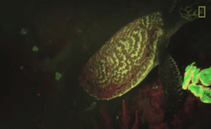 Tìm ra loài rùa phát sáng đầu tiên trên hành tinh