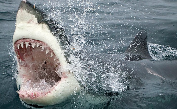 Cưa điện làm từ răng cá mập: cỗ máy "siêu sắc bén"