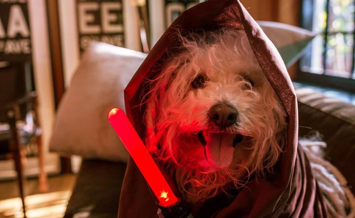 Chú chó Beast cũng được ông chủ Facebook hoá thân thành nhân vật Star Wars