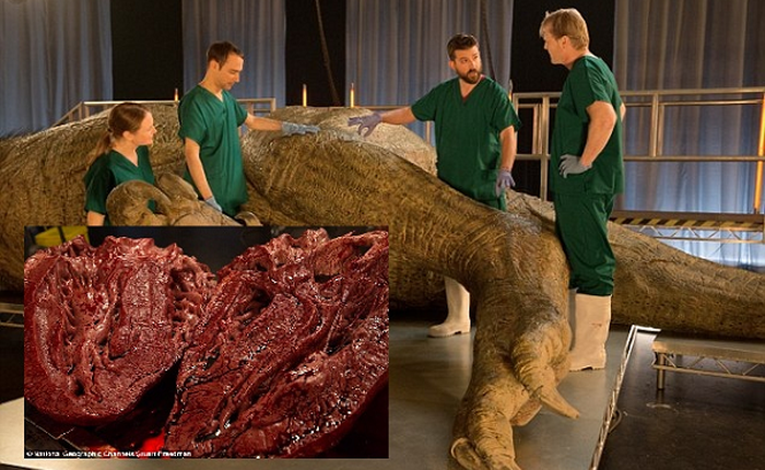 Lần đầu tiên khám nghiệm tử thi một con khủng long T-Rex hoàn thiện nhất
