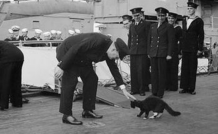 Oscar - chú mèo nhân chứng của 5 vụ chìm tàu liên tiếp trong thế chiến 2