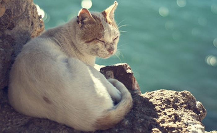 Mèo có thể uống nước biển thoải mái mà không chết