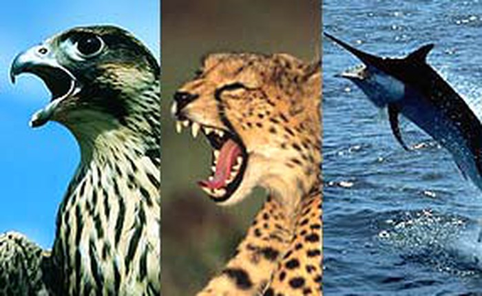 Ba loài động vật nhanh nhất hành tinh