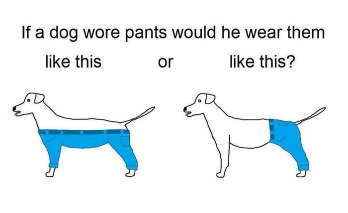 Câu hỏi gây náo loạn Internet: Chó mặc quần như thế nào?