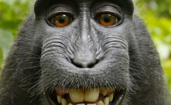 PETA đòi bản quyền cho bức ảnh tự sướng của một con khỉ