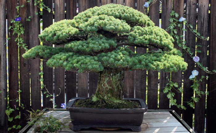 Tuyệt vời thay sức sống bonsai: cây thông trắng này đã 391 tuổi, vẫn sống khỏe dù trải qua thảm họa nguyên tử Hiroshima