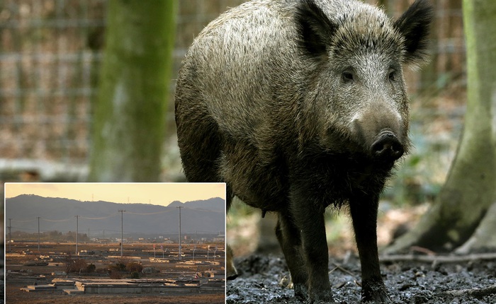 Lợn rừng đang thống trị Thành phố Fukushima sau thảm họa hạt nhân