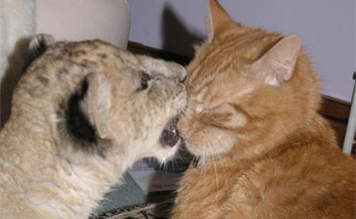 Bạn không thể trở thành sư tử nếu chỉ đánh bạn với đám mèo lười