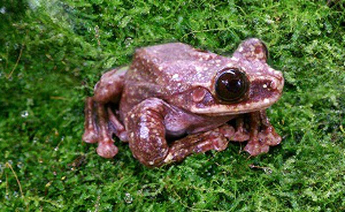 Chú ếch "cô đơn" nhất trên thế giới đã chết, thêm một giống loài tuyệt chủng