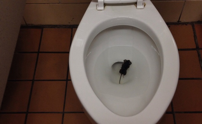 Chuyên gia giải đáp: Chuyện chuột chui vào nhà qua đường bồn cầu có thật hay không?