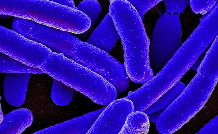 Xuất hiện phương pháp tiêu diệt được hơn 90% các vi khuẩn "nhờn" thuốc kháng sinh