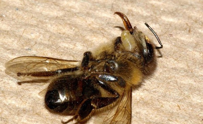 Lần theo dấu vết ký sinh trùng biến ong thành xác sống