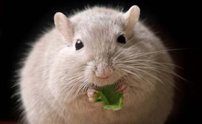 Cấy ghép tế bào beta của con người vào chuột, chữa khỏi hoàn toàn bệnh tiểu đường