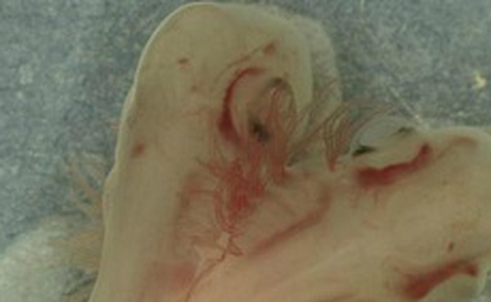 Phát hiện một phôi thai cá mập có 2 đầu đang phát triển trong phòng thí nghiệm