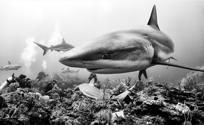 Những bức ảnh chụp dưới nước đẹp đáng kinh ngạc này là sản phẩm của máy ảnh du lịch