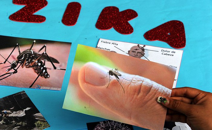 Muỗi đặc biệt chống virus Zika sắp được thử nghiệm ở Việt Nam và nhiều nước khác