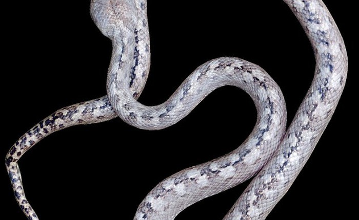 Phát hiện loài “rắn ma” mắt mèo kì lạ ở Madagascar