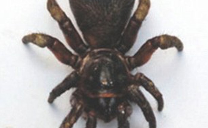 Loài nhện hiếm gặp được tìm thấy bởi một người nông dân ở Trung Quốc