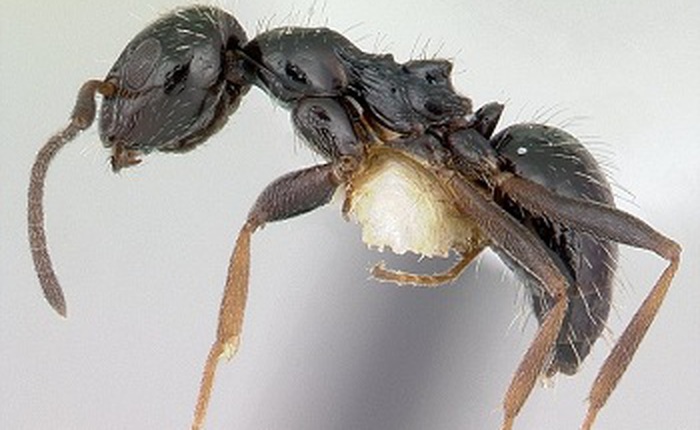 Phát hiện bầy đàn "siêu kiến", tổ trải dài tới 38 KILOMET