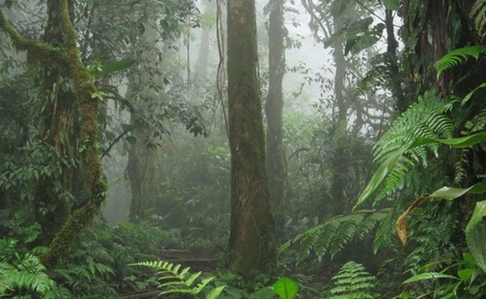 80.000 loài cây trên Trái đất sắp tuyệt chủng