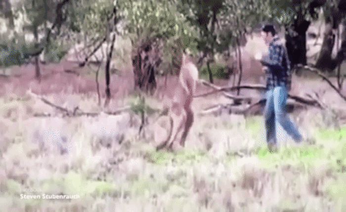 Nghe chuyên gia giải thích tại sao Kangaroo lại kẹp cổ chú chó trong video gây sốt trên internet thời gian vừa qua