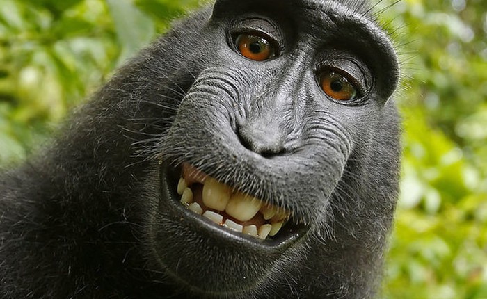 Tòa án ra phán quyết khỉ không được sở hữu bản quyền chụp ảnh