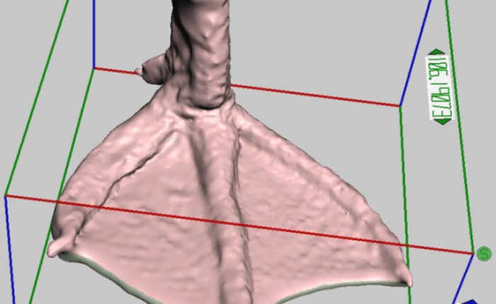Chú vịt dị tật được gắn chân "in" 3D