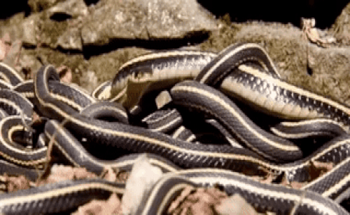 Việc không ai nghĩ đến mà 75.000 con rắn sẽ làm đầu tiên sau khi ngủ đông