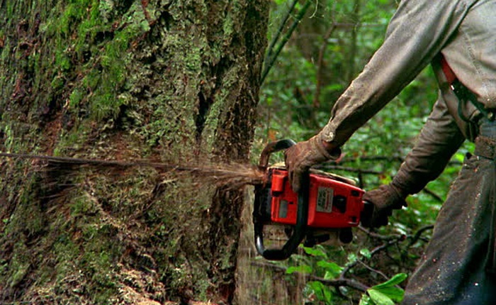 Na Uy chính thức là quốc gia đầu tiên trên thế giới cam kết không chặt phá rừng