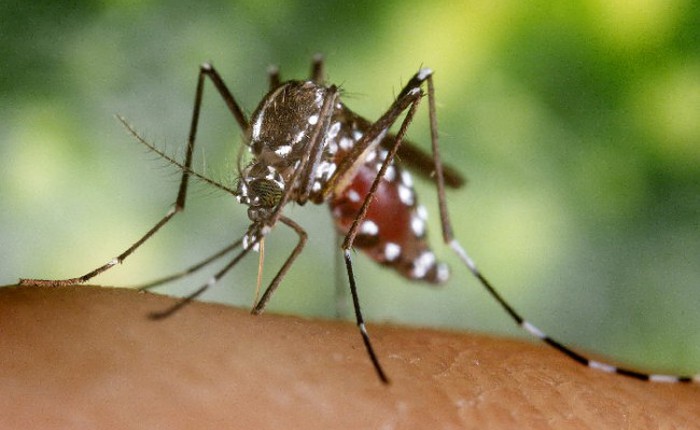 Đã có người Việt nhiễm virus Zika, bạn cần phải biết ngay 7 điều về dịch bệnh nguy hiểm này