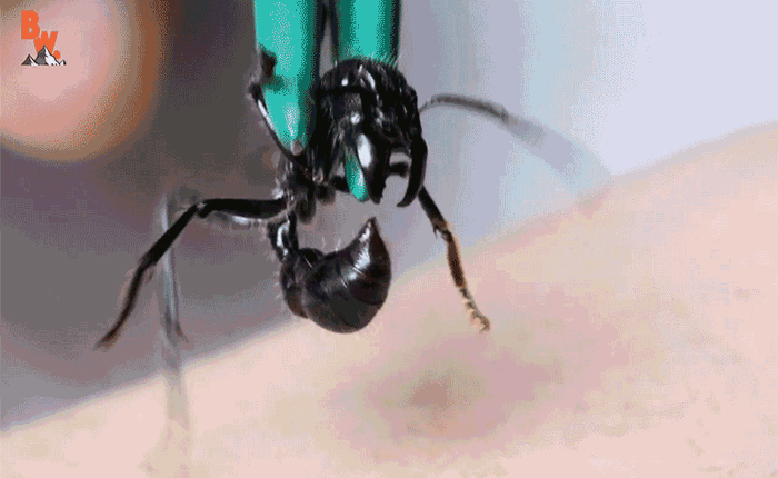 Xem video này và cảm nhận nỗi đau khi bị côn trùng có "vết chích mạnh nhất thế giới" cắn vào da thịt
