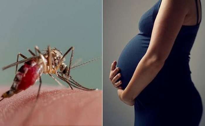 Loại muỗi lây truyền virus Zika sống ở khắp Việt Nam