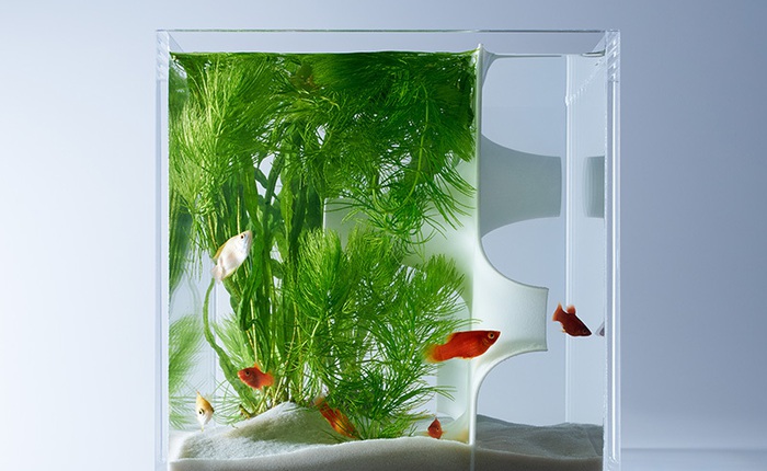 Ngắm nhìn bể cá mini đẹp mê hồn khi kết hợp với công nghệ in 3D