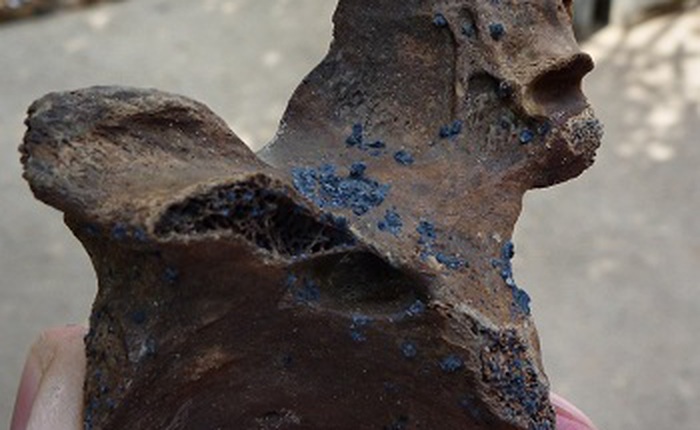 Khoáng vật lạ hình thành trên hài cốt và làm cho xương có màu xanh