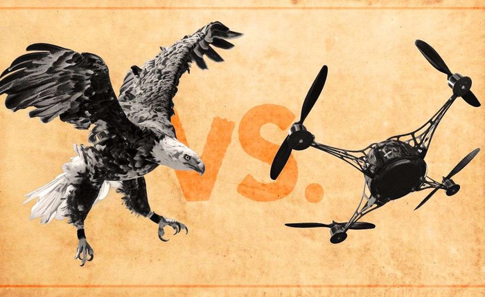 Đại bàng săn drone của Hà Lan đã sẵn sàng ra trận