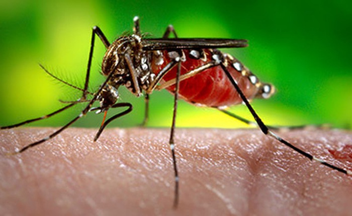 Nhiều điểm du lịch lừng danh bị ảnh hưởng vì virus Zika