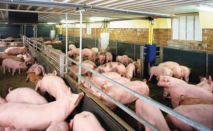 TP.HCM: Thí điểm nuôi lợn sạch bằng Smartphone