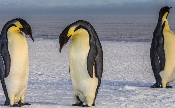 Bạn có tin được không? Chim cánh cụt đang đứng trước nguy cơ tuyệt chủng