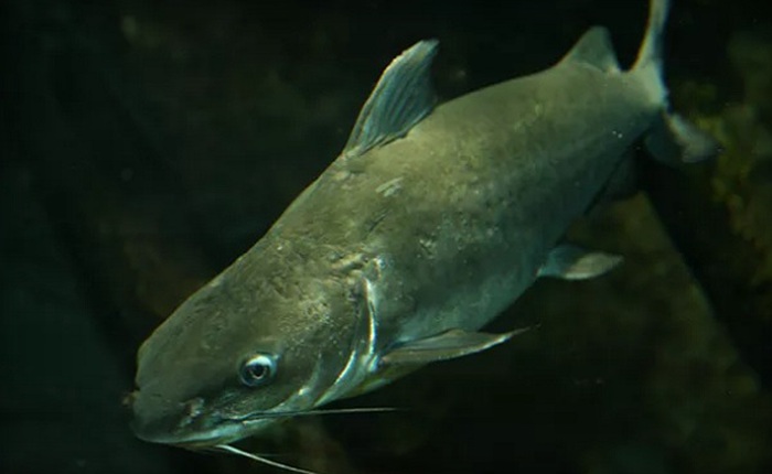 Các nhà khoa học Úc ngạc nhiên khi phát hiện cá da trơn ăn rất nhiều chuột