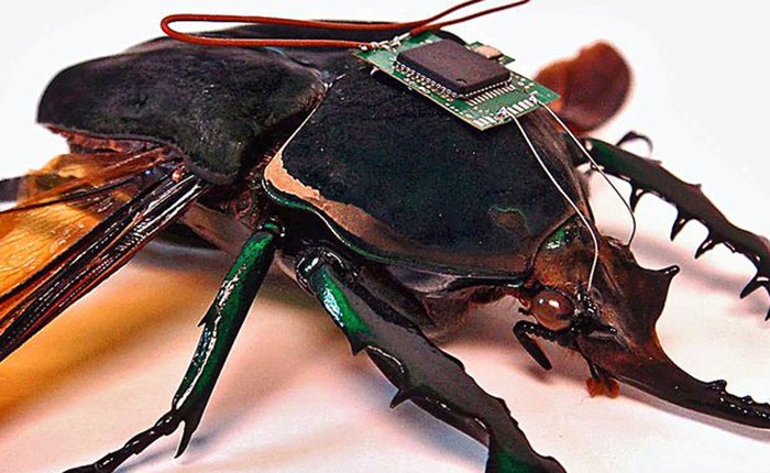 Cyborg Insect: Gắn chip lên lưng côn trùng, bắt chúng tuân theo mệnh lệnh của con người