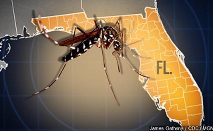 Mỹ thăm dò ý kiến về việc sử dụng muỗi biến đổi gen để tiêu diệt muỗi truyền bệnh Zika