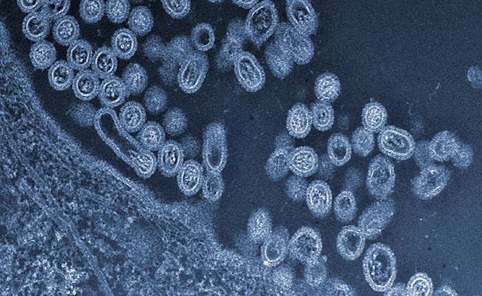 Các nhà khoa học Trung Quốc "cải hóa" thành công một virus, biến nó thành vắc-xin cúm
